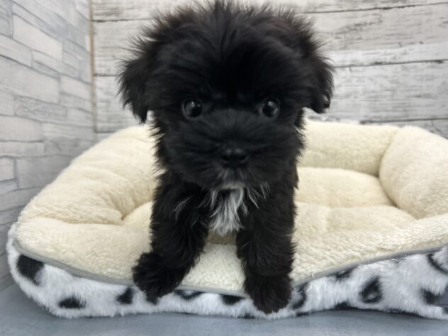 広島県のハーフ犬・ミックス犬 (アミーゴ多治米店/2026年1月18日生まれ/女の子/ブラックホワイト)の子犬