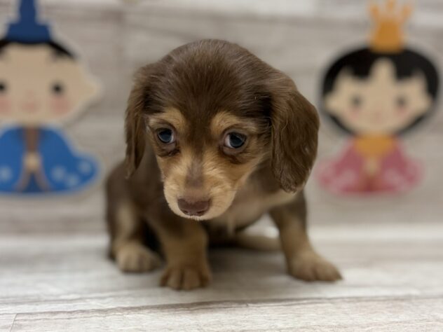 岩手県のミニチュアダックスフンド(ロング) (アミーゴ一関店/2026年1月7日生まれ/女の子/チョコレートタン)の子犬