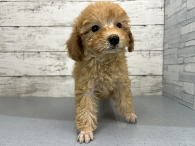 広島県のトイプードル(トイ) (アミーゴ多治米店/2026年1月11日生まれ/女の子/オレンジフォーン)の子犬の2枚目の画像