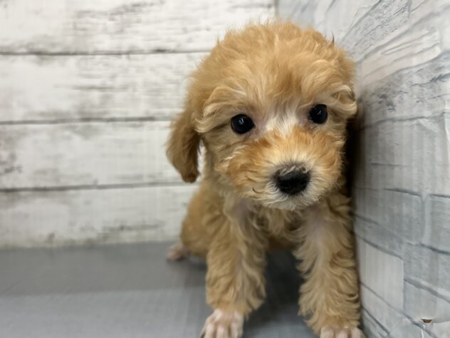 広島県のトイプードル(トイ) (アミーゴ多治米店/2026年1月11日生まれ/女の子/オレンジフォーン)の子犬の1枚目の画像