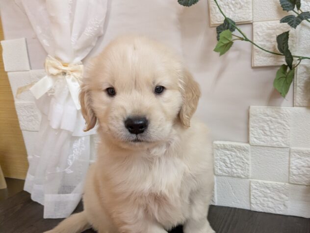 宮城県のゴールデンレトリバー (アミーゴ古川駅前店/2026年1月6日生まれ/男の子/ゴールド)の子犬