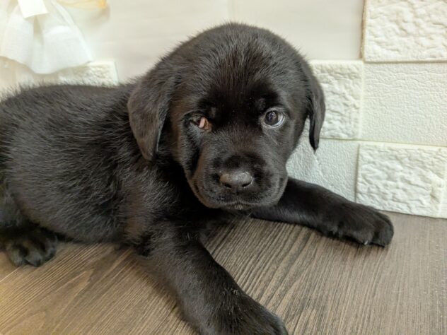 宮城県のラブラドールレトリーバー (アミーゴ古川駅前店/2026年1月6日生まれ/男の子/ブラック)の子犬