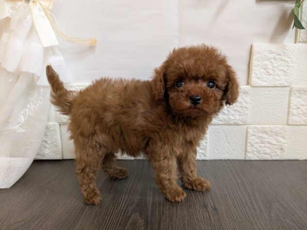 宮城県のトイプードル(トイ) (アミーゴ古川駅前店/2026年1月9日生まれ/男の子/レッド)の子犬の2枚目の画像