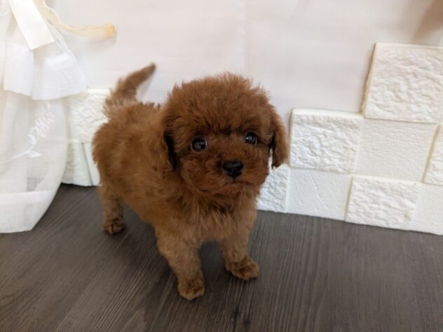 宮城県のトイプードル(トイ) (アミーゴ古川駅前店/2026年1月9日生まれ/男の子/レッド)の子犬の1枚目の画像