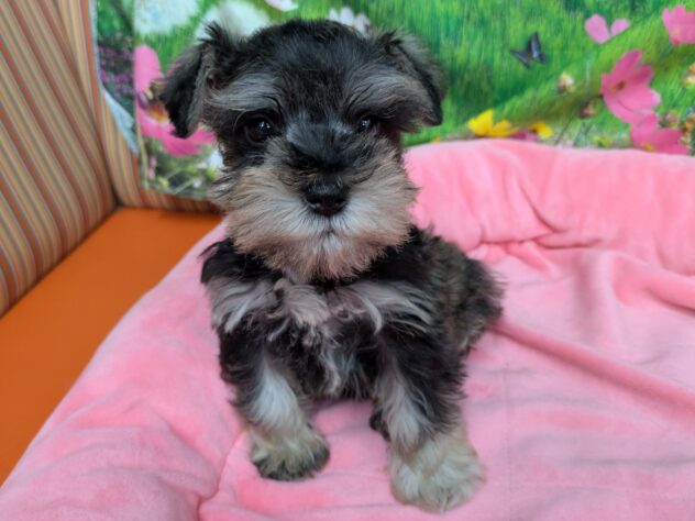 和歌山県のミニチュアシュナウザー (アミーゴ和歌山太田店/2026年1月18日生まれ/男の子/ソルトペッパー)の子犬の3枚目の画像