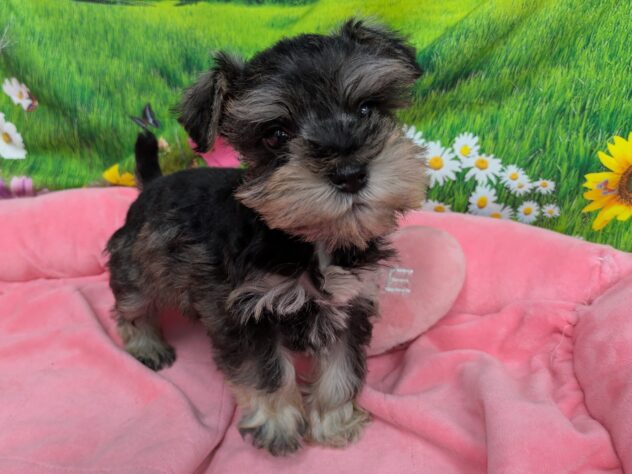 和歌山県のミニチュアシュナウザー (アミーゴ和歌山太田店/2026年1月18日生まれ/男の子/ソルトペッパー)の子犬の2枚目の画像