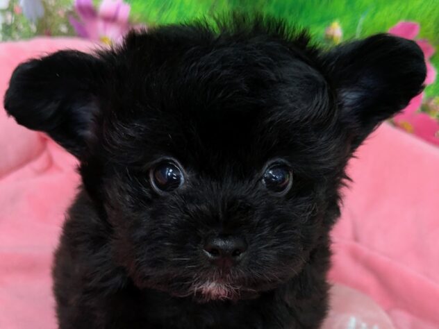 和歌山県のハーフ犬・ミックス犬 (アミーゴ和歌山太田店/2026年1月15日生まれ/男の子/ブラックホワイト)の子犬の1枚目の画像