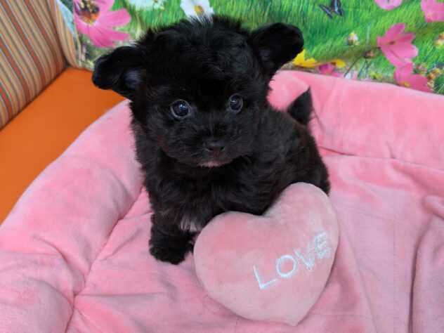 和歌山県のハーフ犬・ミックス犬 (アミーゴ和歌山太田店/2026年1月15日生まれ/男の子/ブラックホワイト)の子犬の2枚目の画像