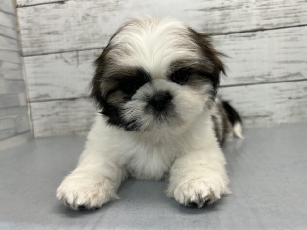 広島県のシーズー (アミーゴ多治米店/2026年1月1日生まれ/女の子/ゴールドホワイト)の子犬