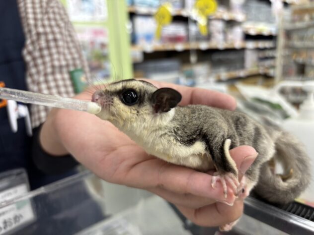 フクロモモンガ（ホワイトフェイス） | ペットワールド アミーゴ