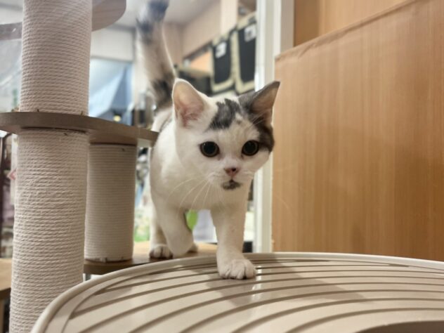 福島県のスコティッシュフォールド (アミーゴ福島南店/2025年12月5日生まれ/女の子/キャリコ)の子猫の1枚目の画像