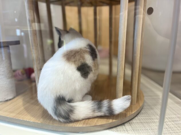 福島県のスコティッシュフォールド (アミーゴ福島南店/2025年12月5日生まれ/女の子/キャリコ)の子猫の3枚目の画像