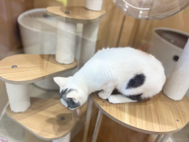 福島県のスコティッシュフォールド (アミーゴ福島南店/2025年12月5日生まれ/女の子/キャリコ)の子猫の2枚目の画像