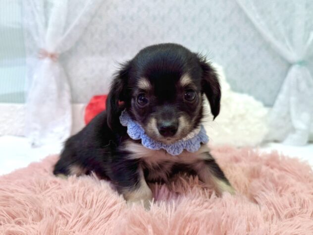 福島県のハーフ犬・ミックス犬 (アミーゴ本宮店/2026年1月12日生まれ/男の子/ブラックタン)の子犬