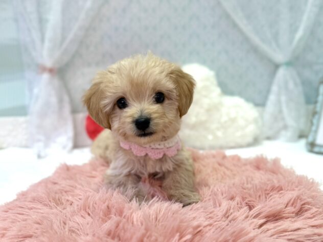 福島県のハーフ犬・ミックス犬 (アミーゴ本宮店/2025年12月22日生まれ/女の子/アプリコット)の子犬