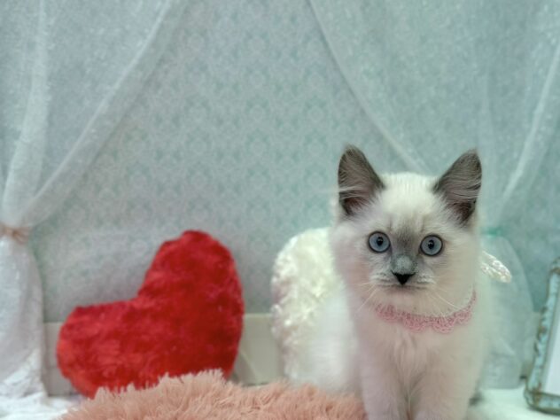 福島県のラグドール (アミーゴ本宮店/2025年11月18日生まれ/女の子/ブルーポイントミテッド)の子猫