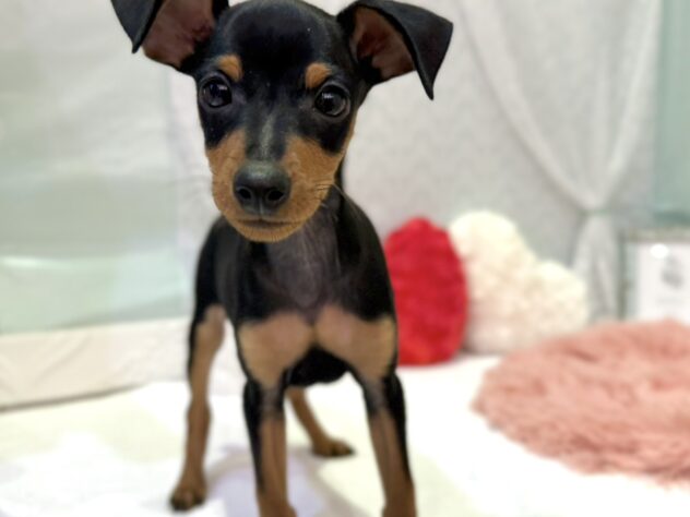 福島県のミニチュアピンシャー (アミーゴ本宮店/2025年12月14日生まれ/男の子/ブラックタン)の子犬