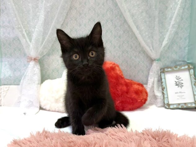 福島県のミヌエット (アミーゴ本宮店/2025年12月16日生まれ/男の子/ブラック)の子猫