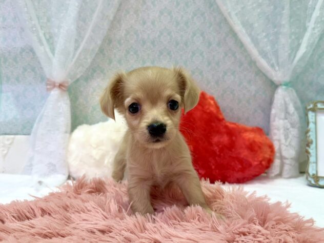 福島県のハーフ犬・ミックス犬 (アミーゴ本宮店/2026年1月12日生まれ/女の子/イエロー)の子犬