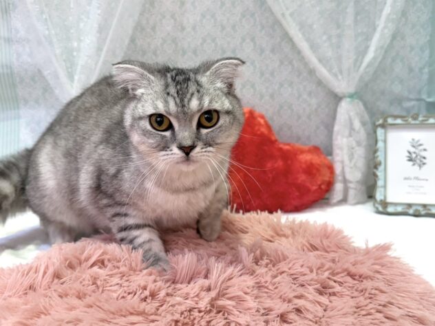 福島県のスコティッシュフォールド (アミーゴ本宮店/2025年9月22日生まれ/女の子/シルバータビー)の子猫