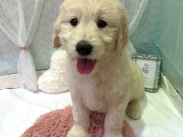 福島県のハーフ犬・ミックス犬 (アミーゴ本宮店/2026年1月22日生まれ/男の子/クリーム)の子犬