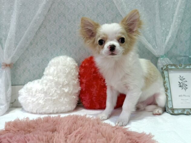 福島県のチワワ(ロング) (アミーゴ本宮店/2025年10月20日生まれ/男の子/クリームホワイト)の子犬