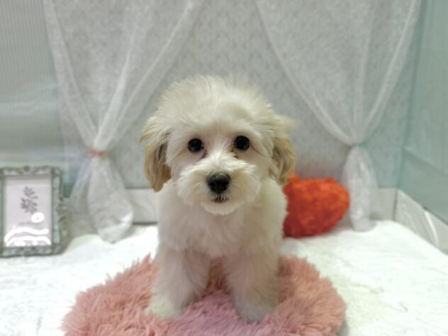 福島県のハーフ犬・ミックス犬 (アミーゴ本宮店/2025年11月10日生まれ/女の子/アプリコット)の子犬
