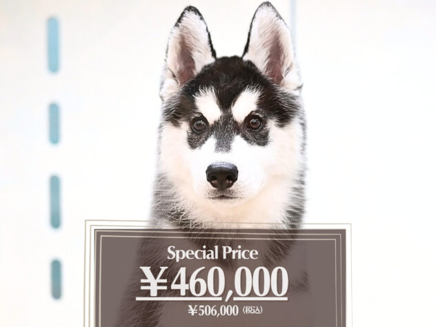 岡山県のシベリアンハスキー (アミーゴ大安寺店/2025年11月9日生まれ/女の子/ブラックホワイト)の子犬の1枚目の画像