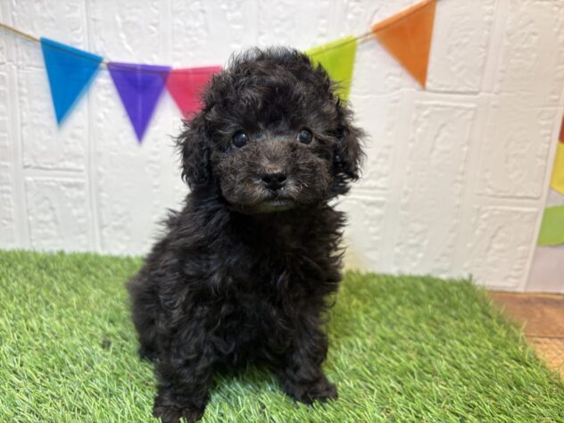 福島県のトイプードル(トイ) (アミーゴ郡山南店/2026年1月4日生まれ/女の子/シルバー)の子犬