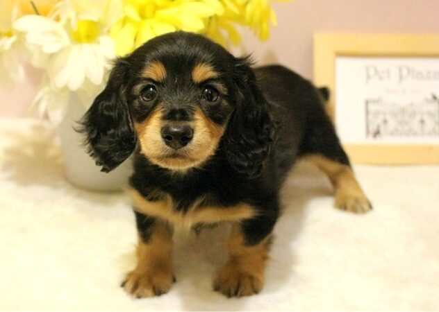 兵庫県のミニチュアダックスフンド(ロング) (ペット・プラザ アミーゴ明石魚住店/2026年1月29日生まれ/女の子/ブラックタン)の子犬の1枚目の画像