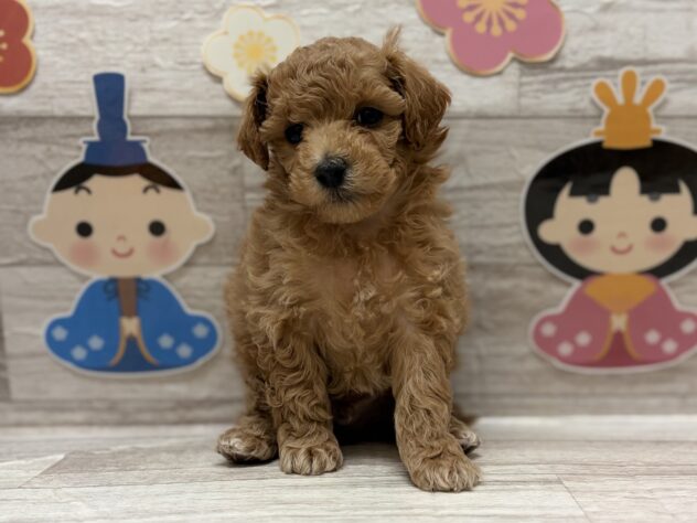 岩手県のハーフ犬・ミックス犬 (アミーゴ一関店/2025年12月24日生まれ/男の子/アプリコット)の子犬