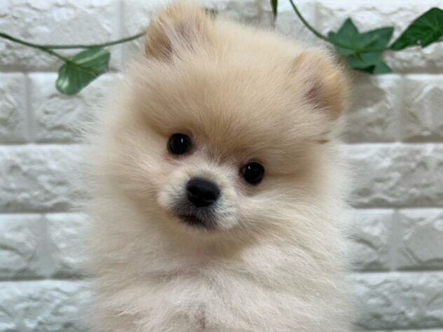 新潟県のポメラニアン (アミーゴ紫竹山店/2026年1月9日生まれ/女の子/クリーム)の子犬の3枚目の画像