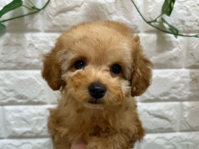 新潟県のトイプードル(トイ) (アミーゴ紫竹山店/2025年12月8日生まれ/女の子/アプリコット)の子犬の3枚目の画像