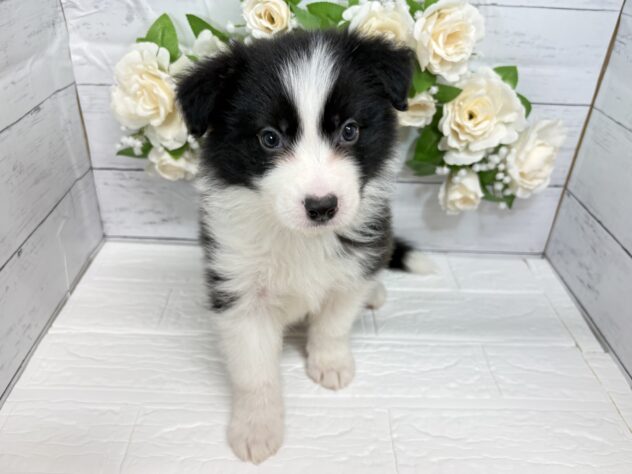 宮城県のボーダーコリー (アミーゴ仙台富沢店/2026年1月19日生まれ/男の子/ブラックホワイト)の子犬の2枚目の画像