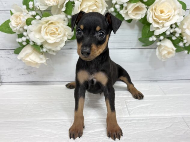 宮城県のミニチュアピンシャー (アミーゴ仙台富沢店/2026年1月27日生まれ/男の子/ブラックタン)の子犬