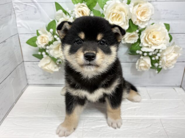 宮城県の柴犬(標準サイズ) (アミーゴ仙台富沢店/2026年1月27日生まれ/男の子/黒)の子犬