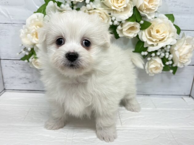 宮城県のハーフ犬・ミックス犬 (アミーゴ仙台富沢店/2026年1月29日生まれ/男の子/ホワイト)の子犬