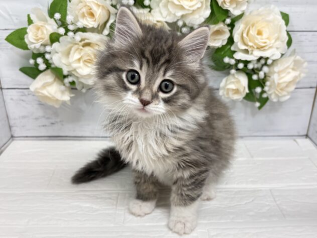 宮城県のノルウェージャンフォレストキャット (アミーゴ仙台富沢店/2026年1月25日生まれ/男の子/シルバータビーホワイト)の子猫