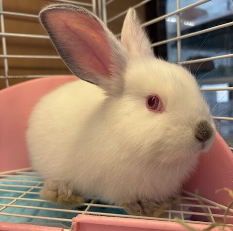 津山店初！中型ウサギさん☆ | ペットワールド アミーゴ