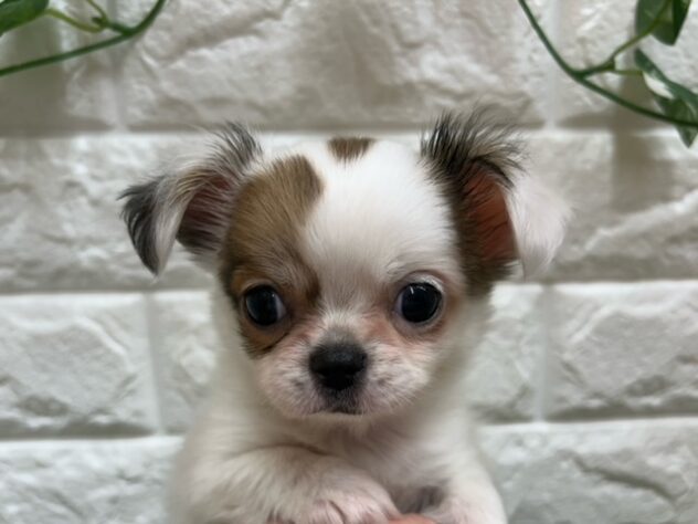 新潟県のチワワ(ロング) (アミーゴ紫竹山店/2026年1月6日生まれ/女の子/ホワイト／レッド)の子犬の3枚目の画像