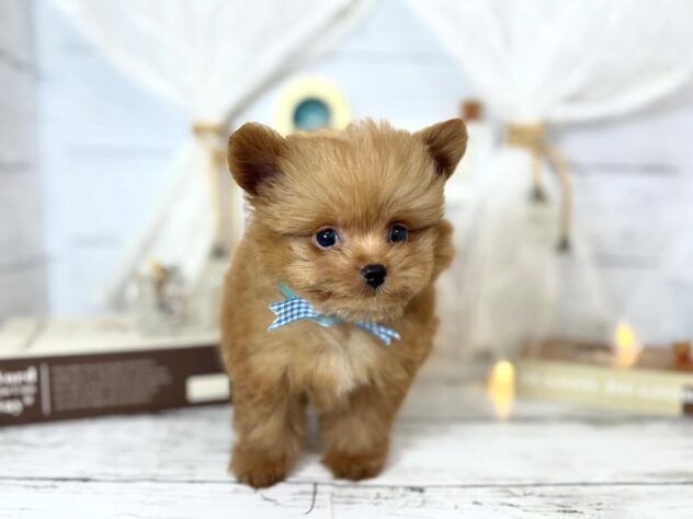 香川県のハーフ犬・ミックス犬 (ワンキャラット アミーゴ屋島店/2026年1月21日生まれ/男の子/アプリコット)の子犬の3枚目の画像