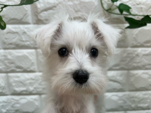 新潟県のハーフ犬・ミックス犬 (アミーゴ紫竹山店/2025年12月19日生まれ/女の子/ホワイト)の子犬の3枚目の画像