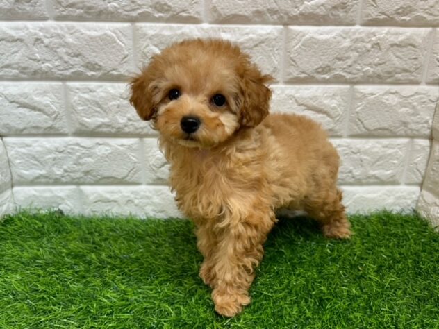 新潟県のトイプードル(トイ) (アミーゴ紫竹山店/2025年12月8日生まれ/女の子/アプリコット)の子犬