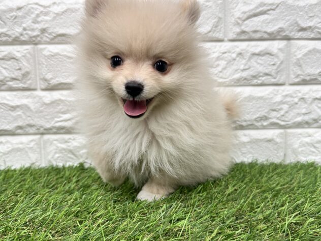 新潟県のポメラニアン (アミーゴ新潟小新店/2026年1月8日生まれ/女の子/クリーム)の子犬