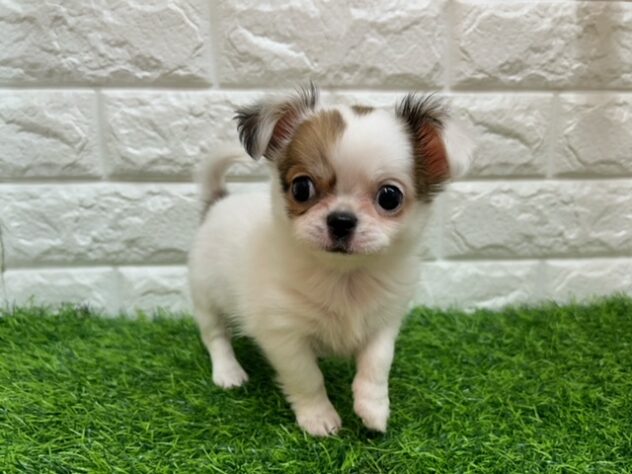 新潟県のチワワ(ロング) (アミーゴ紫竹山店/2026年1月6日生まれ/女の子/ホワイト／レッド)の子犬