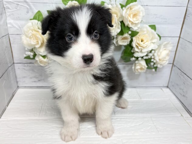 宮城県のボーダーコリー (アミーゴ仙台富沢店/2026年1月19日生まれ/男の子/ブラックホワイト)の子犬の1枚目の画像