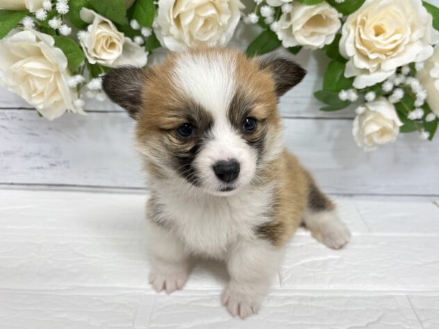 宮城県のウェルシュコーギーペンブローク (アミーゴ仙台富沢店/2026年1月25日生まれ/女の子/レッドホワイト)の子犬