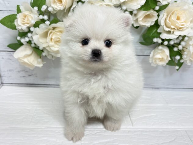宮城県のポメラニアン (アミーゴ仙台富沢店/2026年1月26日生まれ/男の子/クリーム)の子犬