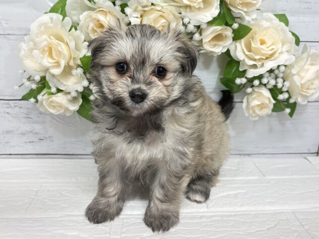 宮城県のハーフ犬・ミックス犬 (アミーゴ仙台富沢店/2026年1月29日生まれ/女の子/セーブル)の子犬