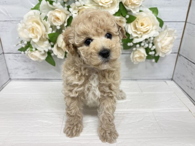 宮城県のハーフ犬・ミックス犬 (アミーゴ仙台富沢店/2026年1月30日生まれ/男の子/アプリコット)の子犬
